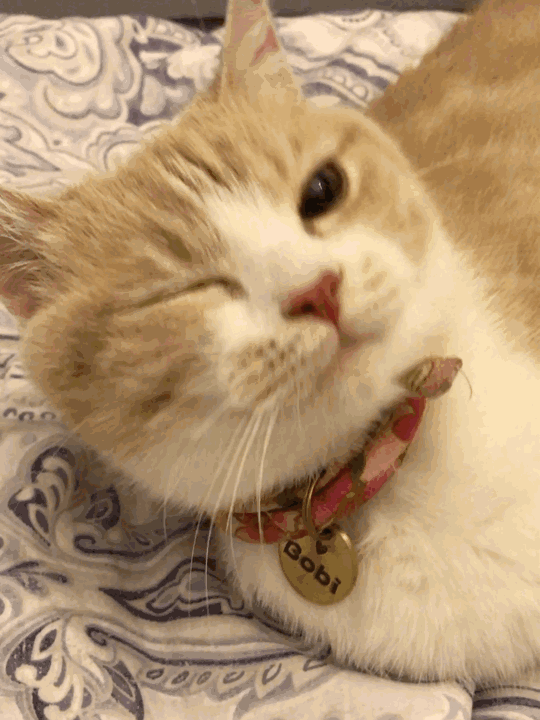 猫咪wink