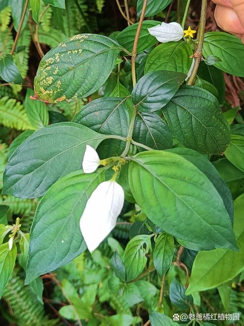 百花达和万能宝