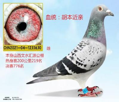 中国最大信鸽信息网
