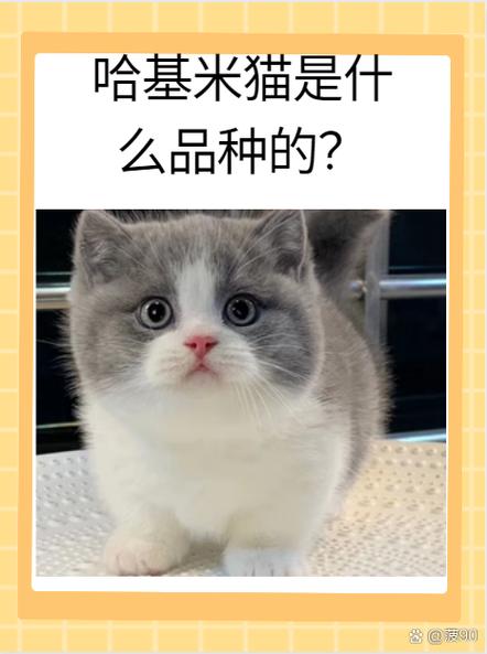 猫咪智商排名1—100