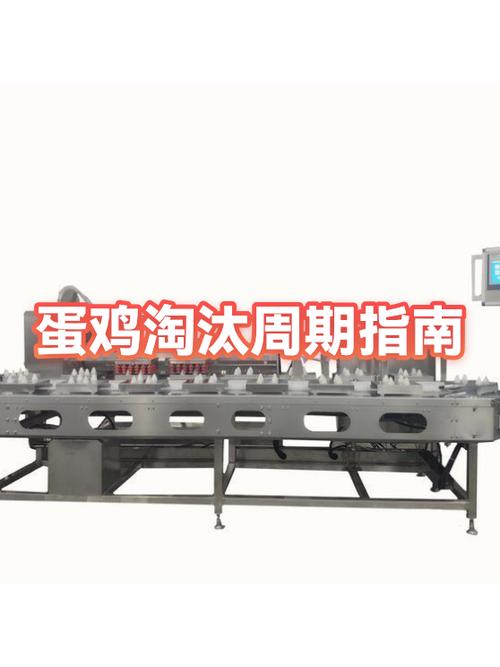 养殖场蛋鸡淘汰后怎么处理