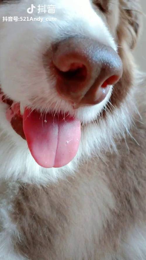 狗狗吐一点点小舌头