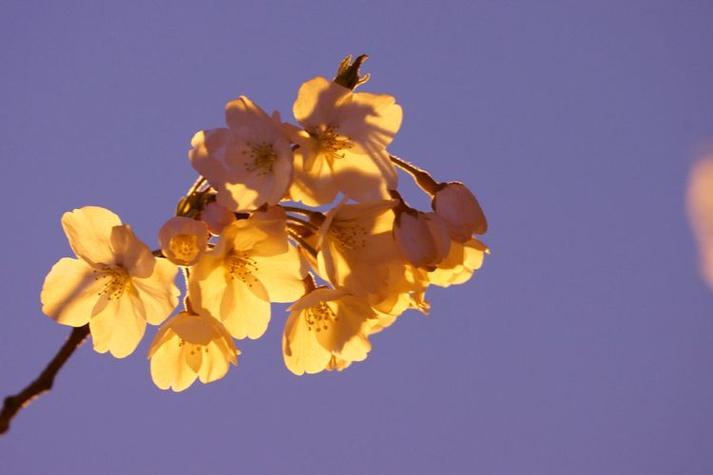 带月的诗句飞花令