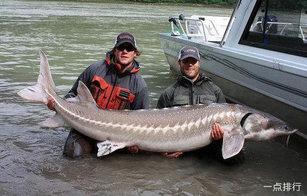 世界上最大的淡水鱼