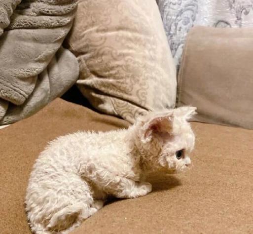 改卷猫赚钱app