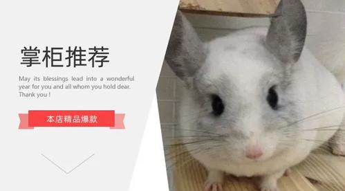 仓鼠兽医在线咨询免费