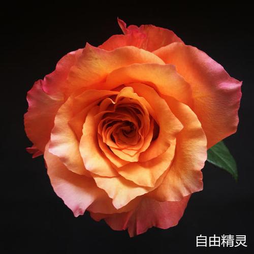 自由精灵官网
