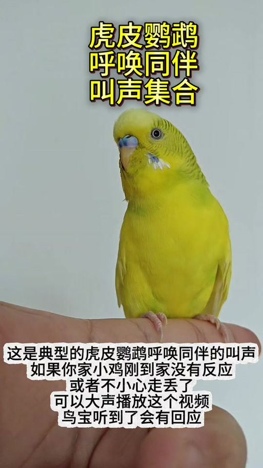虎皮鹦鹉呼叫同伴的叫声