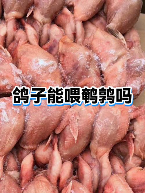 鹌鹑肉和鸽子肉的区别