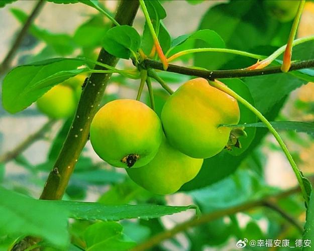 海棠和楸子是一种吗