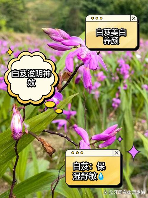灰色国度白芨爱谁