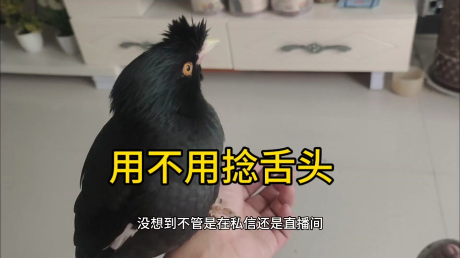 八哥为什么要捻舌头