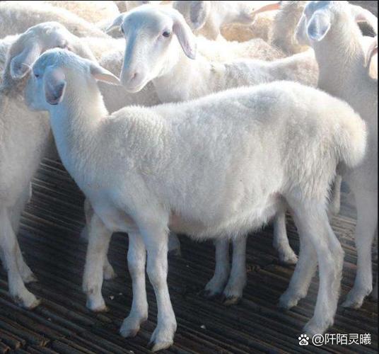 正宗的湖羊图片