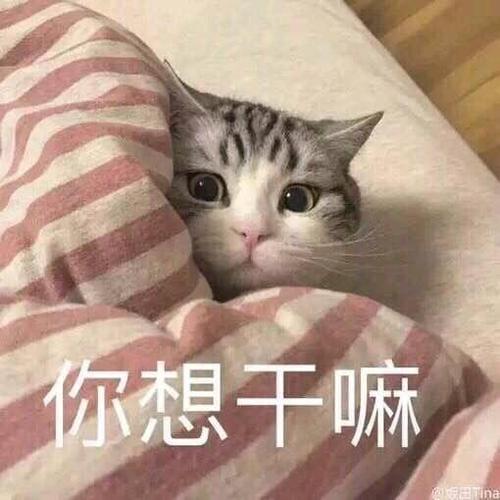 你想干嘛表情包缩略图