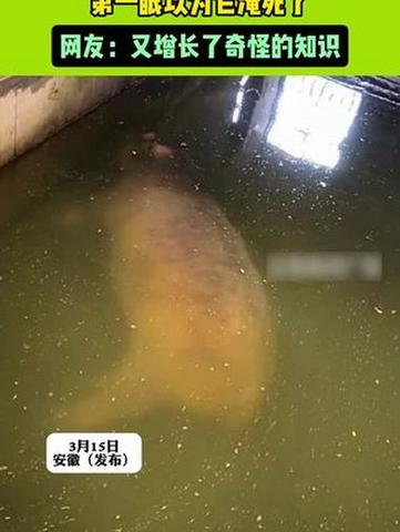 传说动物掉水里了怎么回事