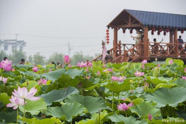 荷花小镇赚钱