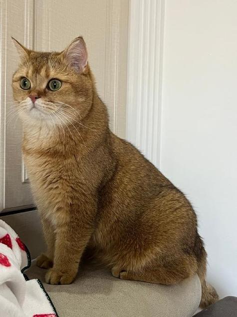 金渐层猫咪