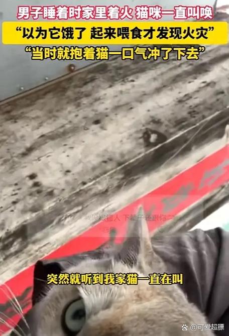 楼道突然来猫要警惕