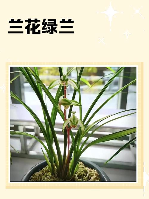 绿芷兰官方网站
