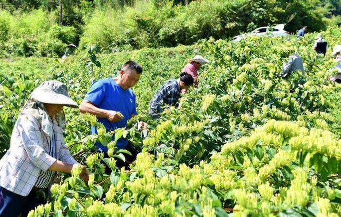 金银花种植风险