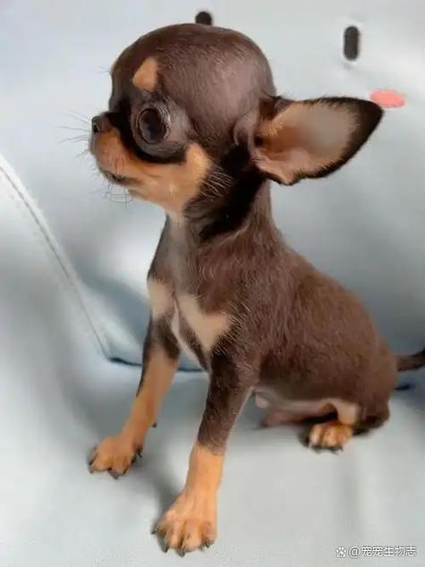 10大最聪明小型犬