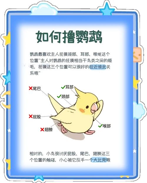 怎么逗虎皮鹦鹉开心