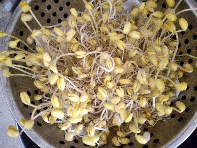 发豆芽豆瓣变黑为什么图标