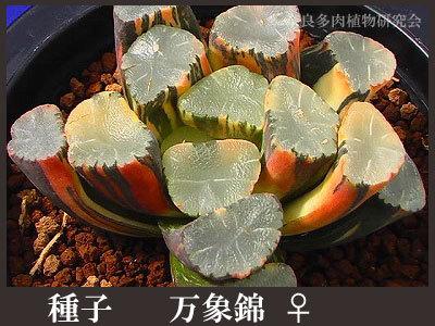 小米比价