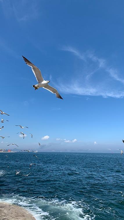 海鸥飞翔图片