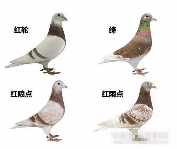 羽绒服选什么颜色好缩略图