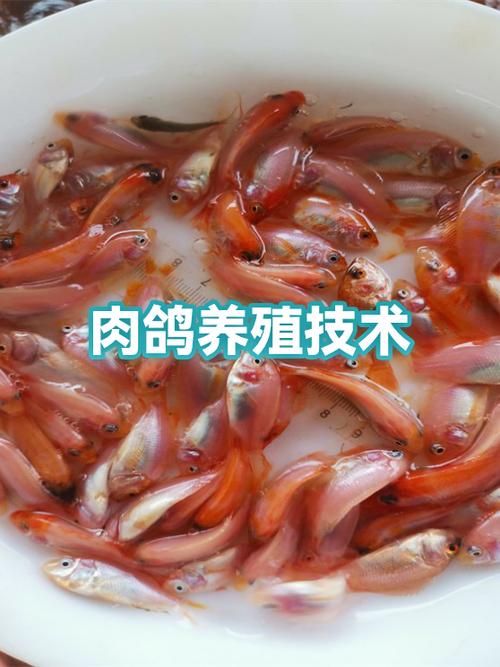 如何养鸽子最简单的方法
