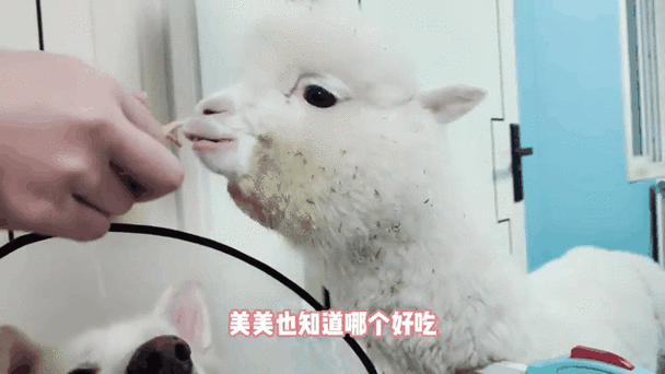 羊驼吃羊驼的游戏