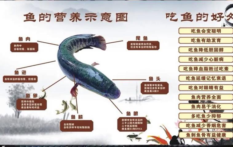 吃鱼的好处