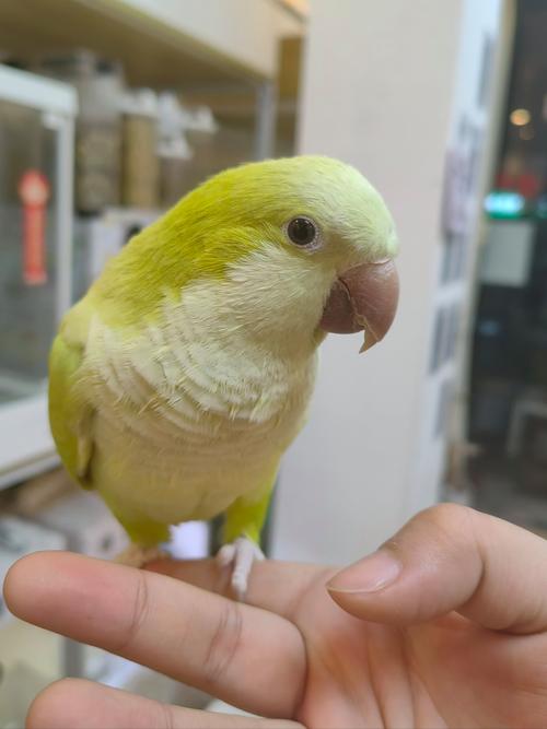 宠物鹦鹉