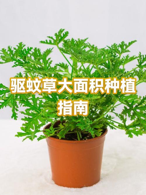 能驱赶蚊子的植物是什么植物
