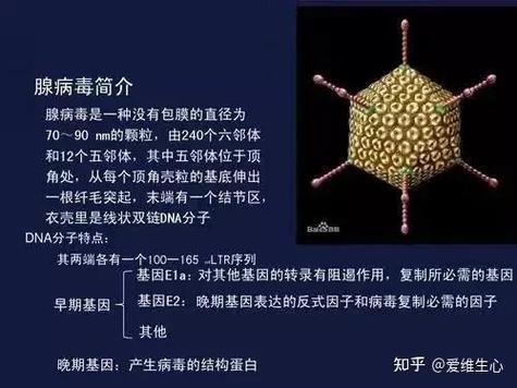 什么是ed病毒缩略图