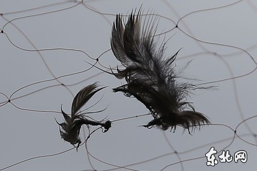 一个人下粘网技巧
