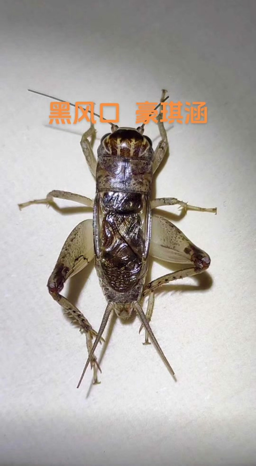 蛐蛐也疯狂神品排名