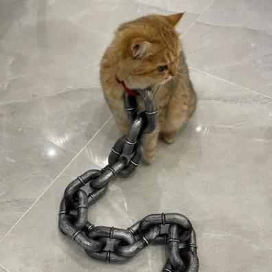 猫咪一直绑着