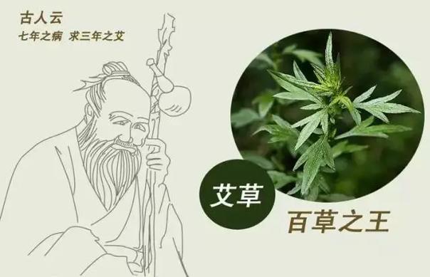 艾条放几年可以变成陈艾条吗游戏截图