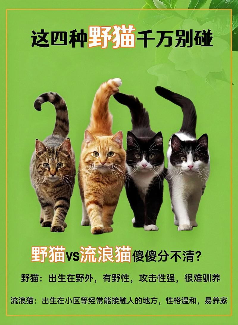 野猫怎么驯服成家猫
