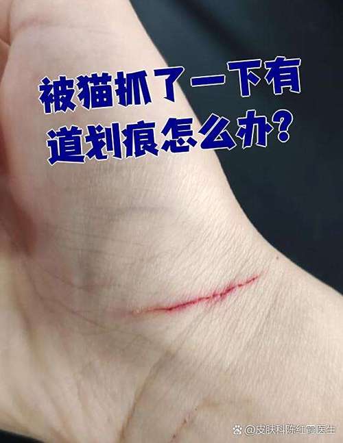 抓到偷猫的怎么办