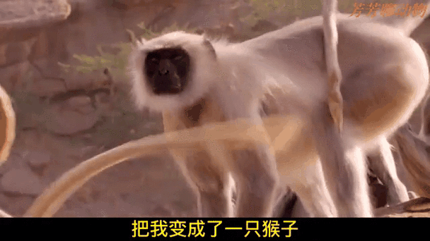 我变成了一只猴