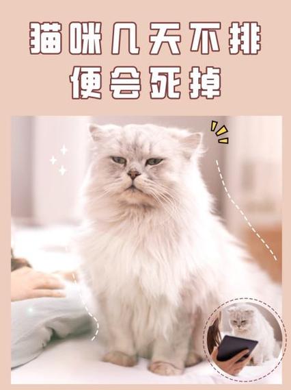猫崽多少天最容易死