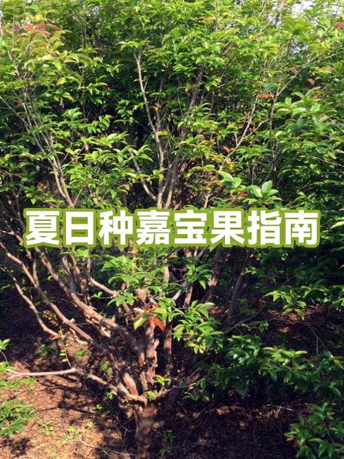 种植嘉宝果缩略图