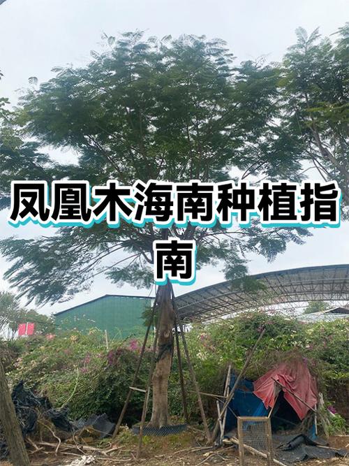 海南凤凰木科技有限公司图标