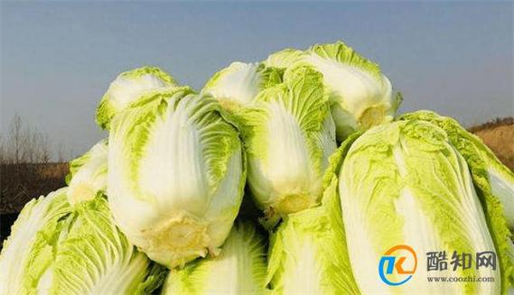 龙牙白菜图片缩略图