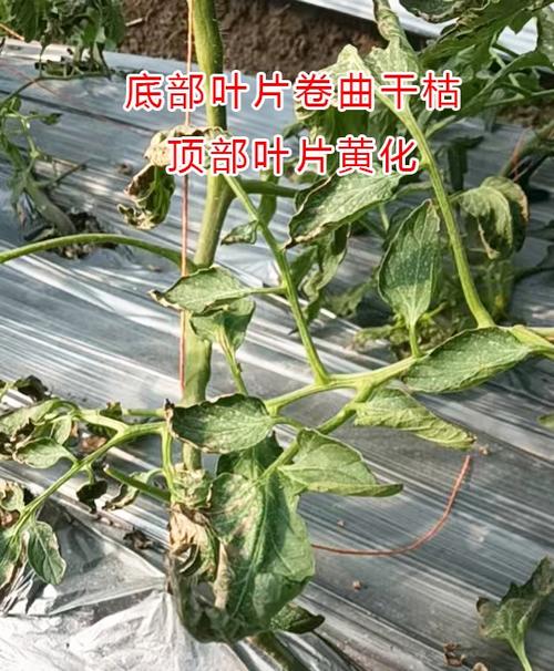 西红柿底部叶子卷了是怎么回事