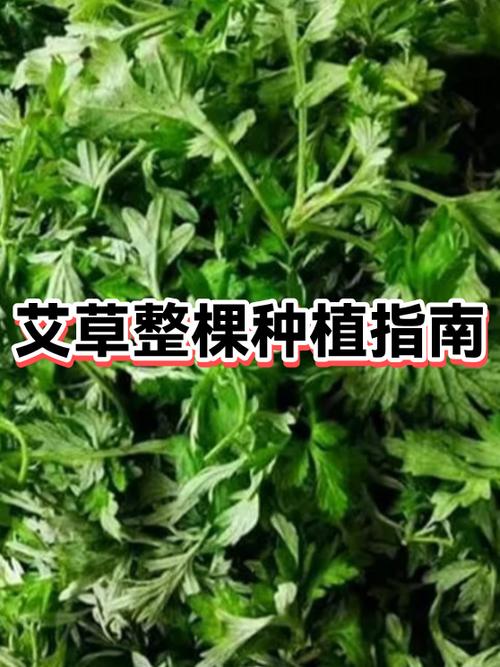 艾草种植前景及价格截图