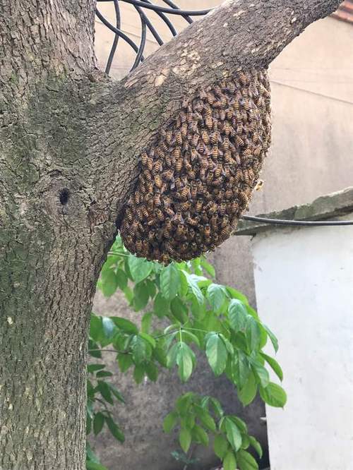 家里来蜜蜂筑巢有啥预兆